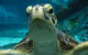 Reef HQ Aquarium - thumb 0