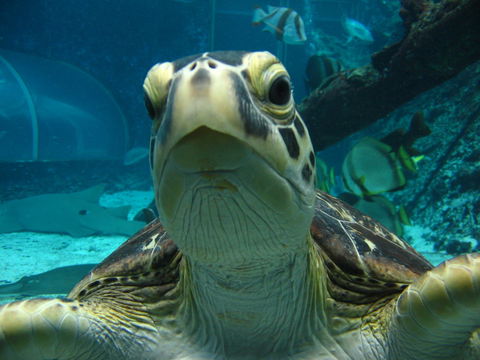 Reef HQ Aquarium - Tourism TAS 0
