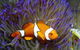 Reef HQ Aquarium - thumb 1