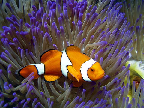 Reef HQ Aquarium - Tourism TAS 1