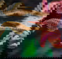 Seahorse World - Hobart Tourism