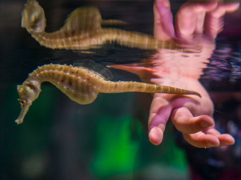 Seahorse World - Hobart Tourism 0