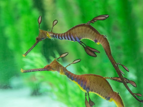 Seahorse World - Hobart Tourism 1