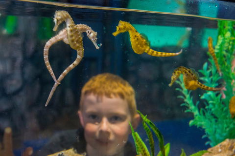 Seahorse World - Hobart Tourism 2
