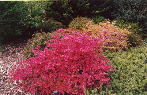 Tasmanian Arboretum Inc. - The - Hobart Tourism 2