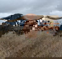 Texas Longhorn Tours - Tourism TAS