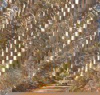 The Great Forest Trees Drive - Tourism TAS
