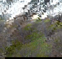Tolmer Rocks - Mount Boothby Conservation Park - Tourism TAS