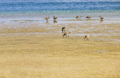 Towra Beach - Tourism TAS 0