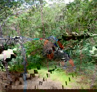 TreeTop Challenge - Tourism TAS