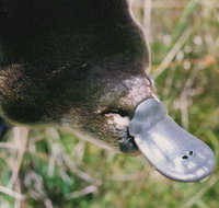 Warrawong Wildlife Sanctuary