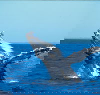 Whale Watching on Keswick Island - Tourism TAS