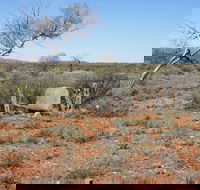 Winnecke Goldfield Cemetery - Hobart Tourism