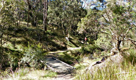 Wollomombi Walking Track - Hobart Tourism 0