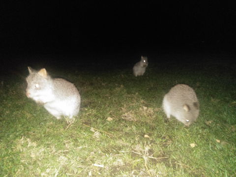 Yarra Valley Nocturnal Zoo - Tourism TAS 2
