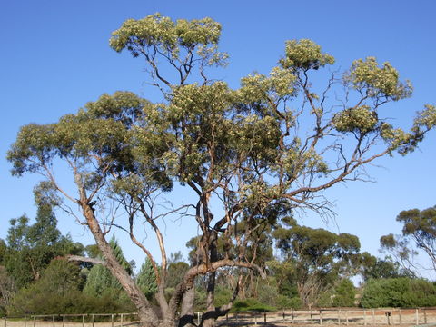 Australian Inland Botanic Gardens - Tourism TAS 1