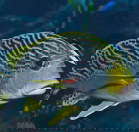 Beaver Reef Dive Site - Hobart Tourism