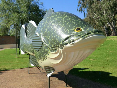 Big Murray Cod - Tourism TAS 0
