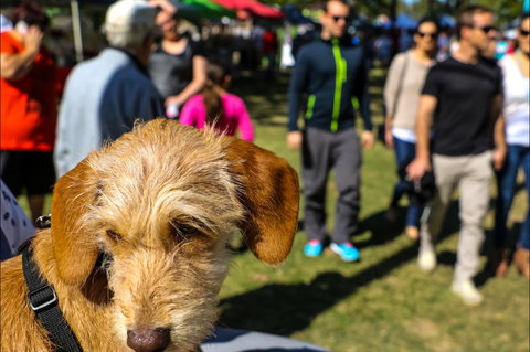 Burleigh Art And Craft Markets - Tourism TAS 2