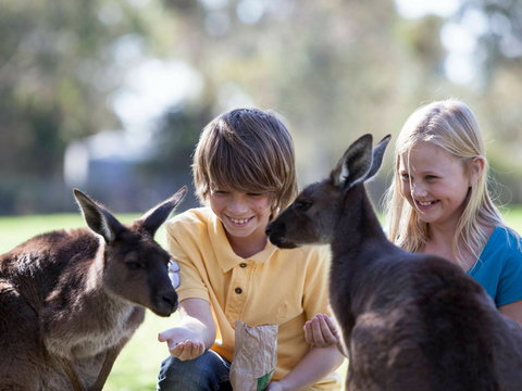 Cleland Wildlife Park - Tourism TAS 1