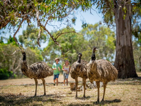 Cleland Wildlife Park - Tourism TAS 2