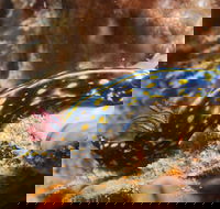 Cochrane Artificial Reef Dive Site - Tourism TAS