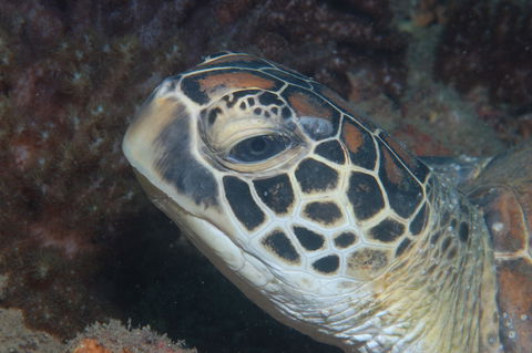 Cochrane Artificial Reef Dive Site - Tourism TAS 2