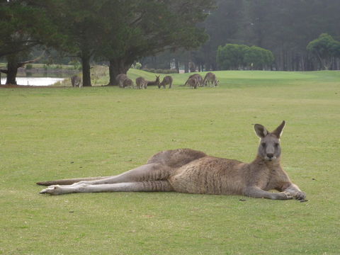 Kangaroo Tours At Gisborne Golf Club Inc - Tourism TAS 1