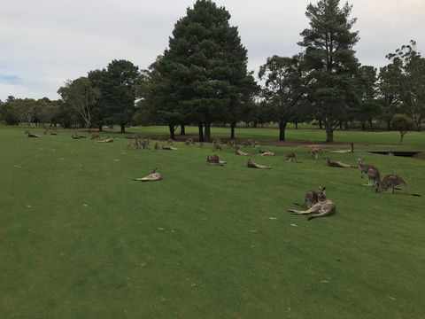 Kangaroo Tours At Gisborne Golf Club Inc - Tourism TAS 2