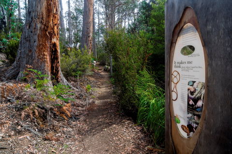 Lake St Clair (Cradle Mountain  - Lake St Clair National Park) - Hobart Tourism 2