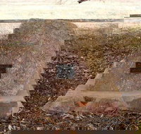 May Gibbs Tree - Tourism TAS