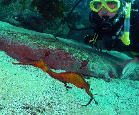 Merimbula Divers Lodge - Hobart Tourism 2