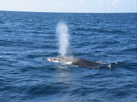 Minyama - Tourism TAS 0