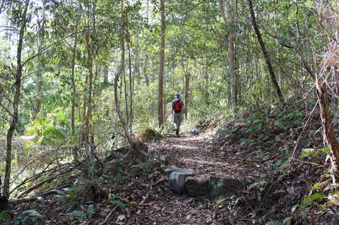 Morelia Walking Track, D'Aguilar National Park - Hobart Tourism 1