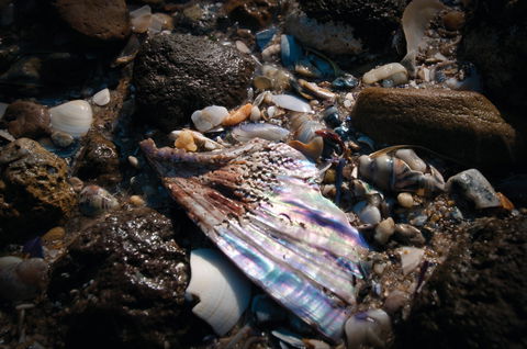 Point Cook Marine Sanctuary - Tourism TAS 1
