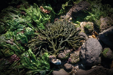 Point Cook Marine Sanctuary - Tourism TAS 2