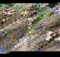 Queanbeyan Park Market - Tourism TAS