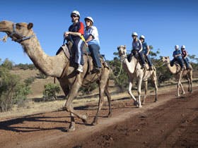 Quorn - Tourism TAS 0