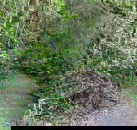Rainforest Walking Track Roberston Nature Reserve - Hobart Tourism