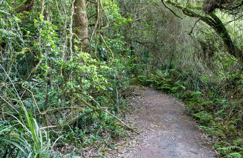 Rainforest Walking Track, Roberston Nature Reserve - Tourism TAS 0