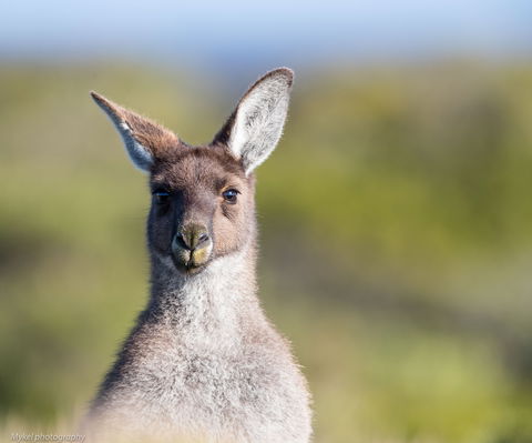 The Sole Walk At Hillocks Drive - Tourism TAS 1