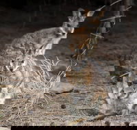 Bald Hill Walk - Cape Gantheaume Conservation Park - Tourism TAS