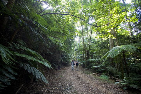 Booloumba Falls Walk, Conondale National Park - Tourism TAS 2