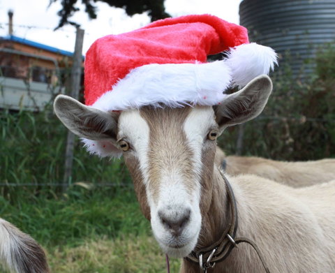 Bream Creek Farmers Market - Tourism TAS 0