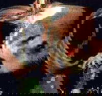 Carrowong Fauna Sanctuary - Tourism TAS