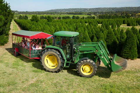 Christmas Tree Farm - Tourism TAS 1