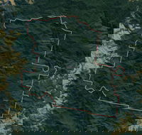 Dingo Forest - Hobart Tourism