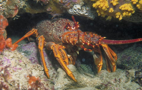 Eagle Rock Marine Sanctuary - Tourism TAS 1