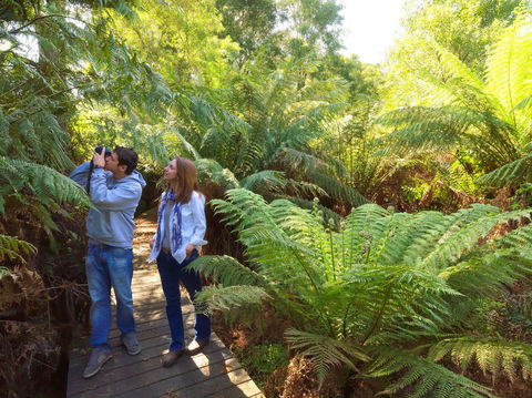 Endeavour Fern Gully Walks - Tourism TAS 0