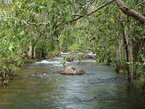 Florence Creek Walk - Hobart Tourism 0